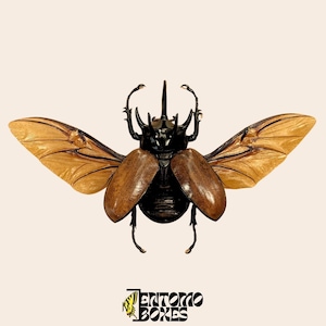 Ejemplar de escarabajo rinoceronte de cinco cuernos (Eupatorus gracilicornis) (en papel)