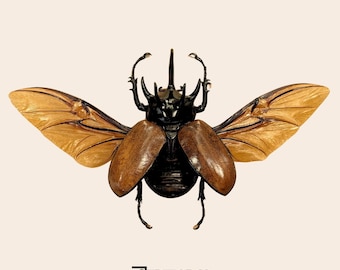 Eupatorus gracilicornis Five-Horned Rhinoceros Beetle Specimen (Papered)