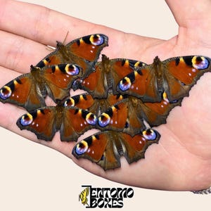 Peacock Butterfly Inachis io Specimen: Papered Closed Wings