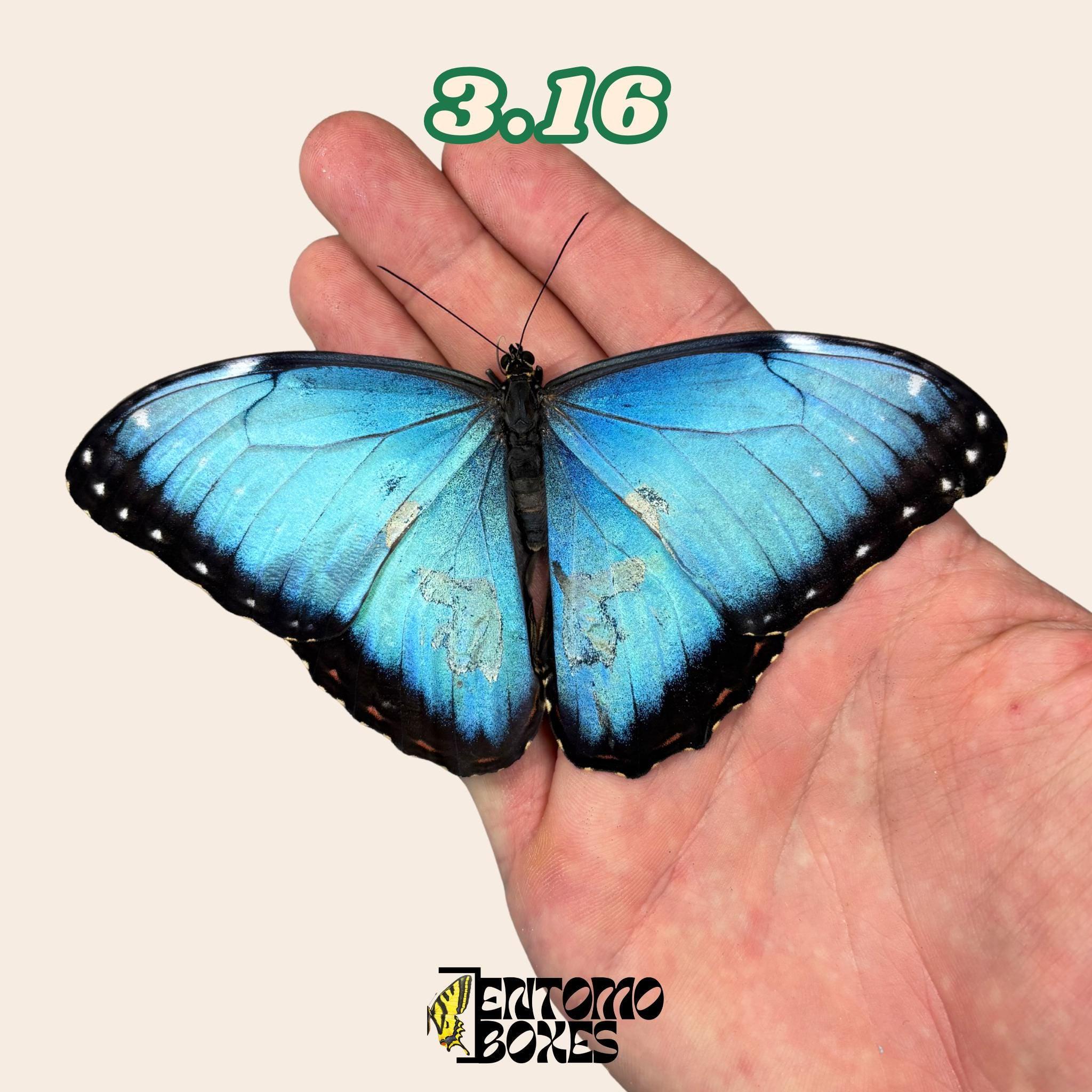 Morpho helena - Etsy España
