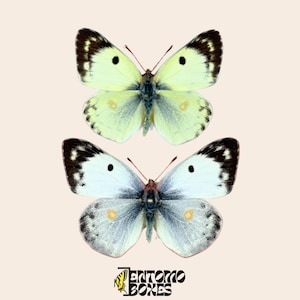 May include: Two butterflies with detailed wing patterns are displayed against a light pink background. The top butterfly has pale yellow wings with black and brown edges and black spots. The bottom butterfly has white wings with black edges and black spots. The logo "ENTOMO BOXES" is at the bottom.