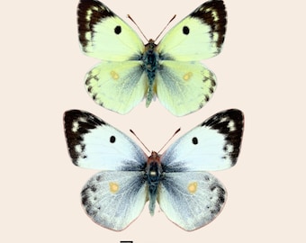 Mariposa Colias hyale de color amarillo pálido nublado sobre un alfiler, taxidermia, entomología