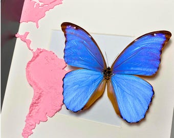 Huge Morpho Didius Butterfly Framed with 3D South America Map