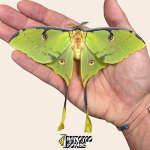 Può includere: Una falena Luna verde lime con lunghe code sulle ali posteriori, bordi alari scuri e macchie oculari circolari su ogni ala. La falena presenta un corpo peloso di colore chiaro e antenne delicate. Il testo ENTOMO BOXES è stampato in basso.