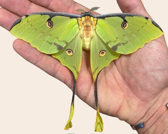 African moon moth argema mimosae tropical silkmoth taxidermy entomology