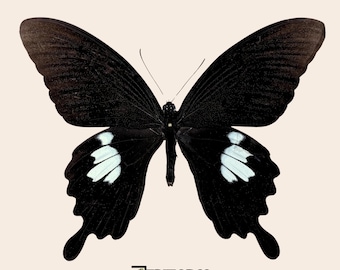 Papilio helenus, la mariposa tropical cola de golondrina roja de Helena