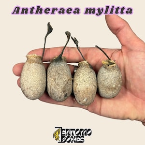 May include: Four oval-shaped Antheraea mylitta cocoons with textured, light beige surfaces and dark, thin stems extending from the top. The text Antheraea mylitta is displayed at the top, and the Entomo Boxes logo is at the bottom.