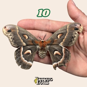 Esemplari difettosi di falene e farfalle destinati alla tassidermia e all'entomologia per collezioni artistiche.