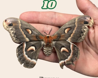 Ejemplares REALES de mariposas polilla defectuosas de bajo presupuesto para colección de arte, taxidermia y entomología