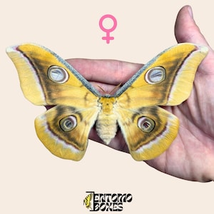 Pinned Antheraea mylitta Indian Tasar silk moth specimen for entomology taxidermy collection