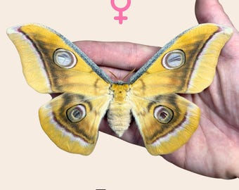 Pinned Antheraea mylitta Chinese Tussah silk moth specimen for entomology taxidermy collection