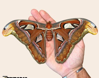 Echte Attacus-atlasmot: niet-gemonteerde reuzenatlaszijdemot-exemplaar voor taxidermiecollectie