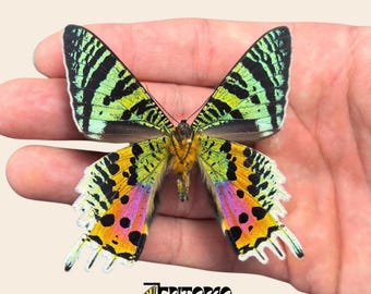 Auténtica polilla del atardecer de Madagascar (Urania ripheus): ejemplar montado o sin montar.