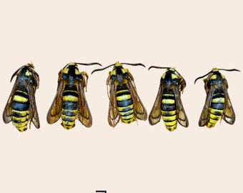 Hornet Moth Sesia apiformis Unmounted Clearwing Specimen Real Insect for Display & Entomology