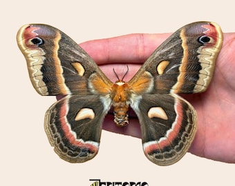Cecropia Moth Specimen, Hyalophora cecropia, Real Pinned Giant Silk Moth