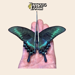 Real butterfly Papilio maackii the alpine black swallowtail unmounted for taxidermy collection