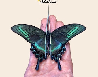 Papilio maackii, la mariposa cola de golondrina negra alpina tropical de papel seco de la colección de China