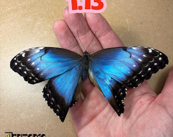 Echte blauwe morpho-vlinder: defect droog exemplaar van B-klasse voor taxidermiereparatie