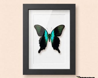Dark Academia Butterfly Frame, Papilio peranthus, Iridescent Turquoise Swallowtail