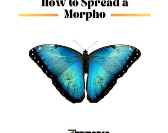 Blue Morpho Pinning Guide comprehensive manual with photos 21 pages