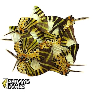 20 pcs Real Butterfly Papilio Insect Wings For Art DIY Home Decor Entomology