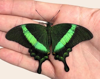 Echte vlinder Papilio palinurus: groen, niet-gemonteerd exemplaar van A1-kwaliteit voor verzameling en taxidermie