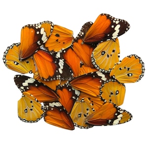 20 X Real Butterfly Wings Art DIY Home Decor Entomology