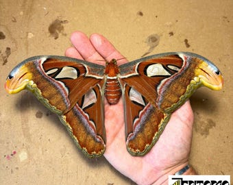 Atlasspinner echte Motte mit Entomologie