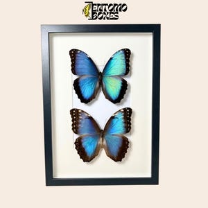 Mariposas Morpho azules reales enmarcadas, decoración para el hogar, arte de insectos