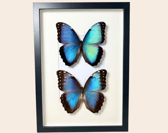 Framed Blue Morpho real butterflies home decor insect art