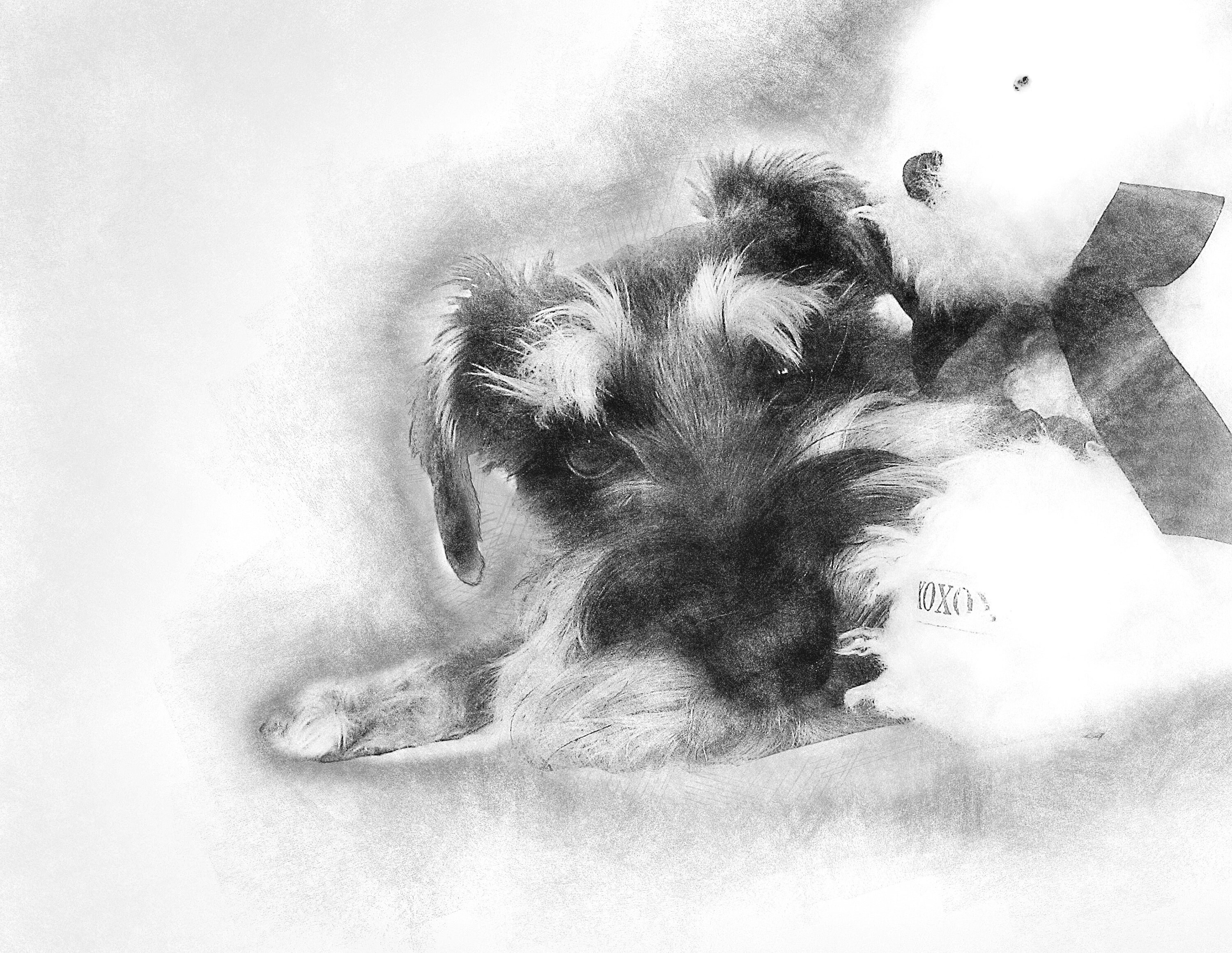 Pencil Portrait Custom Pencil Sketch Cat Dog Drawing From Etsy pencil-portrait-custom-pencil-sketch-cat-dog-drawing-from-etsy