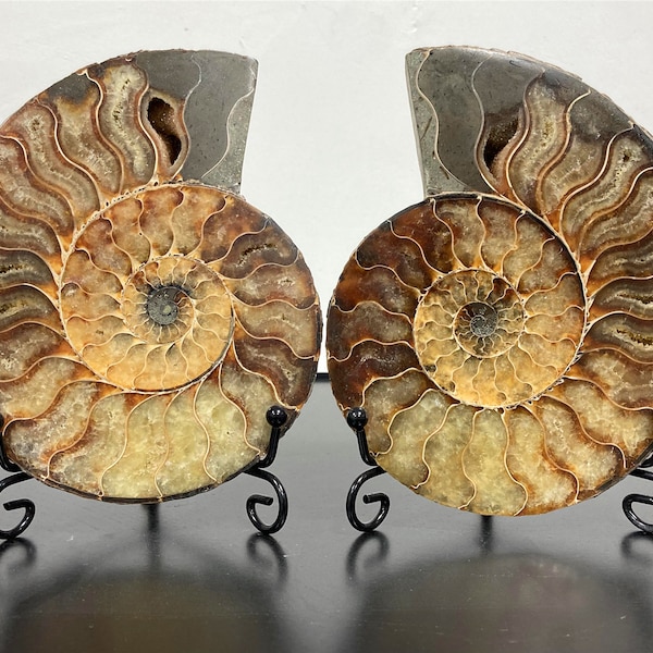 Natural Rare Ammonite Fossil Conch,Quartz Crystal Fossil,Fossil Specimen,Crystal Gifts,Reiki Heal,From Madagascar,Crystal Healing Gifts 1PC