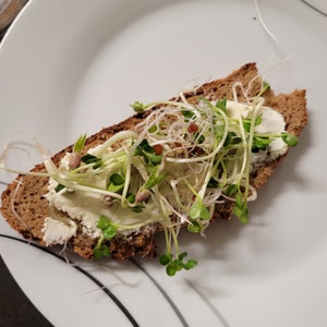 May include: A slice of dark bread topped with cream cheese and a generous amount of fresh sprouts. The sprouts have long, thin stems and small green leaves.