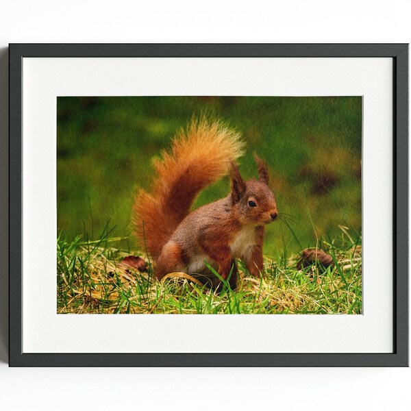 Eichhörnchen in geduckter Haltung, Cairngorm National Park, Schottland - Erhältlich als Druck, Passepartout oder gerahmter Druck