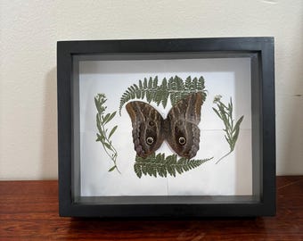 オオフクロウチョウ - Caligo brasiliensis - Etsy 日本
