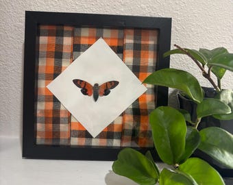 Orange Zikade (Gaeana festiva) Echtes Exemplar Schaukasten