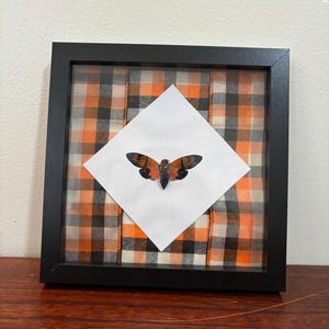 Cigarra Naranja (Gaeana festiva) Real Specimen Shadowbox
