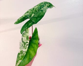 Alocasia Simpo Albo