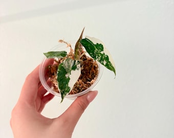 ADD ON Only! Baby Allocasia Pink Polly with any plant purchases! Grower’s choice. Please read description!!