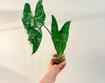 Alocasia Simpo Albo