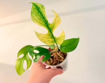 Highly Variegated Raphidophora tetrasperma, Mini monstera, active growth. EXACT plant! NOID. (Migma? WhiteMonster?)