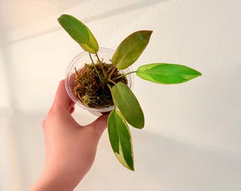 Variegated Atabapoense, US seller. Exact plant