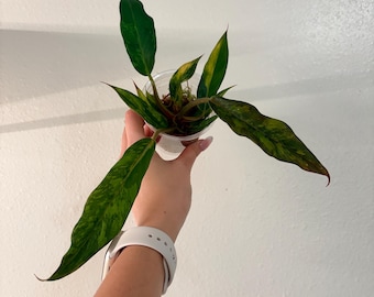 Rare Variegated Philodendron Caramel Marble Fire Tiger. US Seller, Exact plant