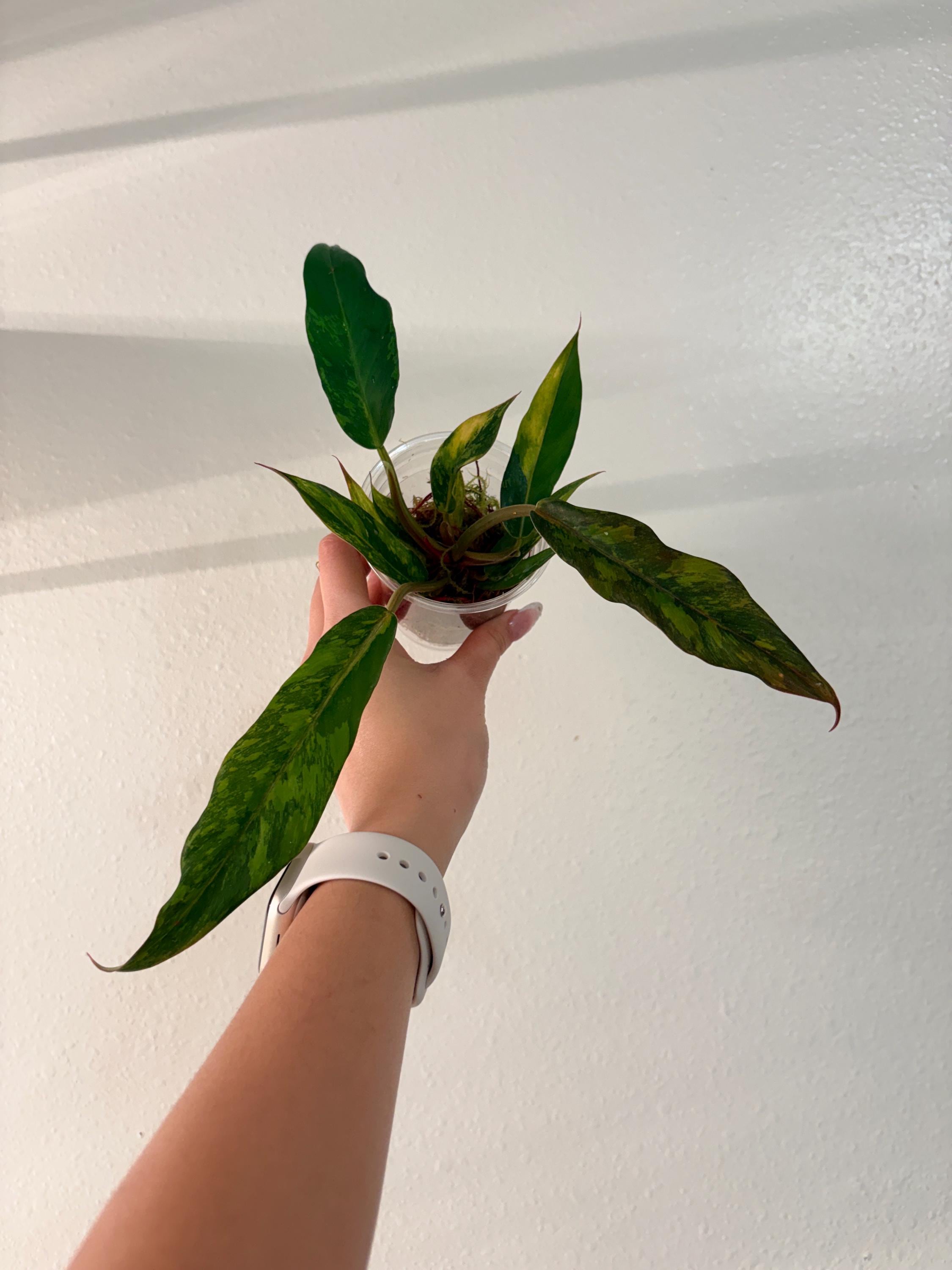 Rare Variegated Philodendron Caramel Marble Fire Tiger. US Seller, Exact  Plant - Etsy