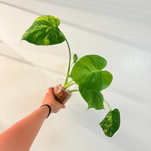 Monstera Marilyn. US Seller, Exaxt plant