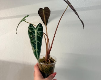 Large Variegated Alocasia Pink Bambino, Exact plant, active growth, well rooted, 6”