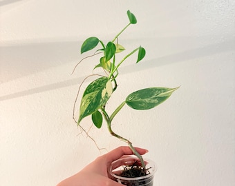 Baby Variegated Philodendron Hastatum Silver Sword