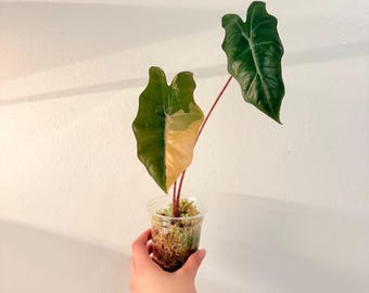 Rare Pink aurea Alocasia Psuedo Sanderiana. Exact plant!