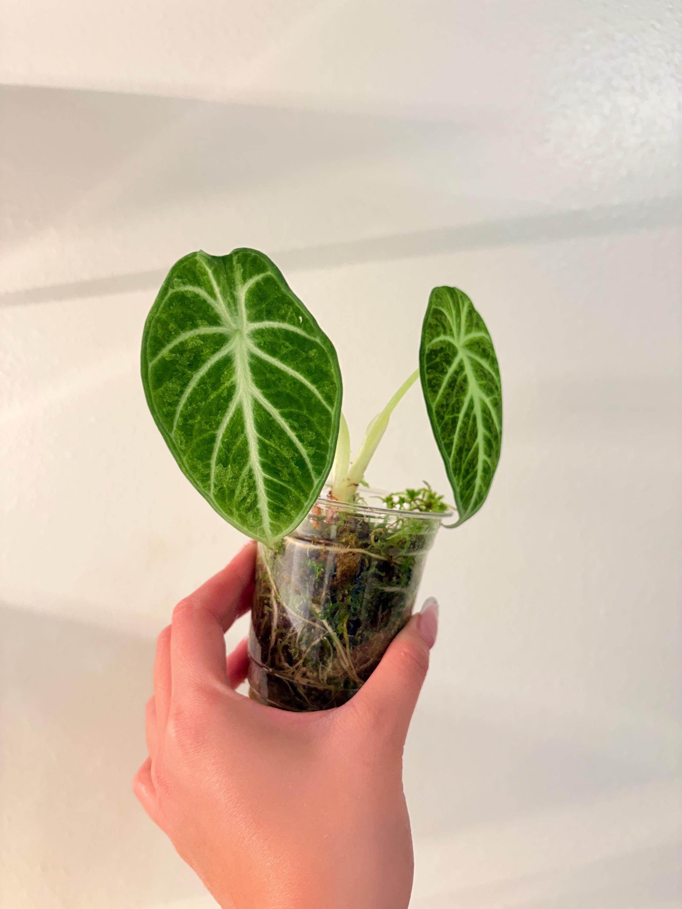 Ninja Albo Alocasia - Etsy