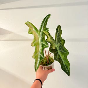 Alocasia Pink Nobillis variegated